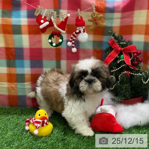 シー・ズーの写真