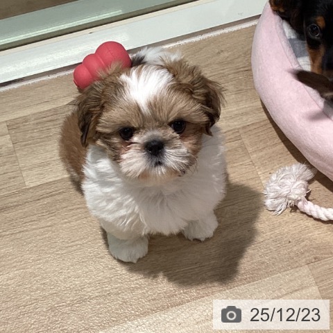 東京都のシーズー (ペットプラス 東久留米店/2025年10月9日生まれ/女の子/ゴールドホワイト)の子犬の4枚目の画像