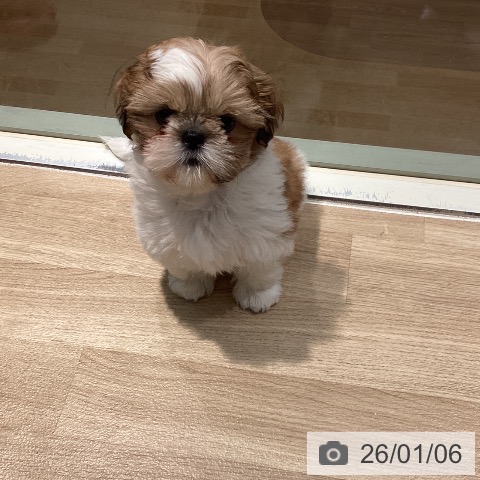 東京都のシーズー (ペットプラス 東久留米店/2025年10月9日生まれ/女の子/ゴールドホワイト)の子犬の4枚目の画像