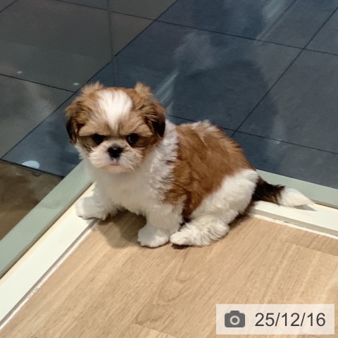 シー・ズーの写真