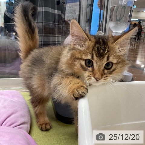 埼玉県のソマリ (ペットプラス 浦和美園店/2025年10月8日生まれ/男の子/ルディ)の子猫の4枚目の画像