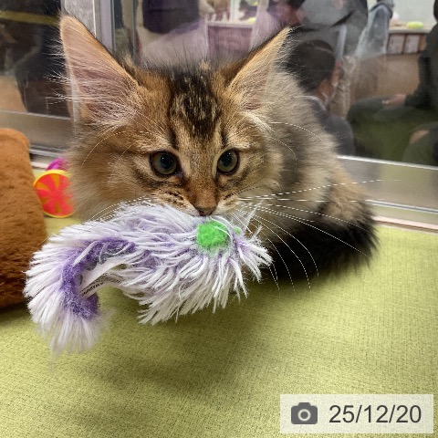 埼玉県のソマリ (ペットプラス 浦和美園店/2025年10月8日生まれ/男の子/ルディ)の子猫の3枚目の画像