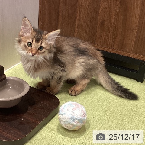 千葉県のソマリ (ペットプラス 幕張新都心店/2025年10月8日生まれ/男の子/ルディ)の子猫の4枚目の画像