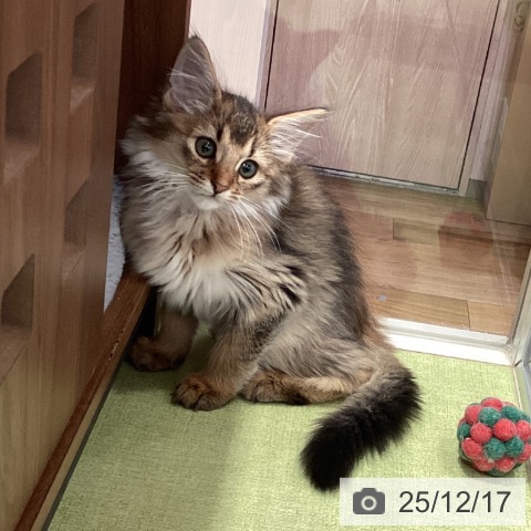 千葉県のソマリ (ペットプラス 幕張新都心店/2025年10月8日生まれ/男の子/ルディ)の子猫の3枚目の画像