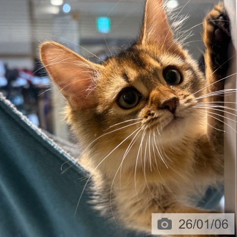 東京都のソマリ (ペットプラス アクアシティお台場店/2025年10月8日生まれ/女の子/ルディ)の子猫の3枚目の画像