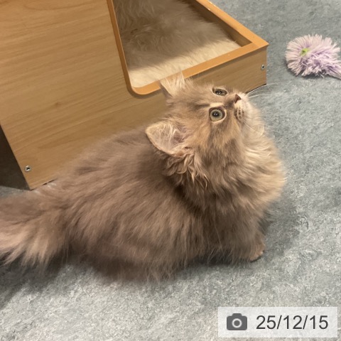 埼玉県のミヌエット (ペットプラス コクーンシティ店/2025年9月30日生まれ/女の子/シルバータビー)の子猫の4枚目の画像