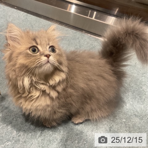 埼玉県のミヌエット (ペットプラス コクーンシティ店/2025年9月30日生まれ/女の子/シルバータビー)の子猫の3枚目の画像