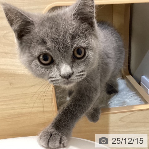 鳥取県のブリティッシュショートヘアー (ペッツワン 日吉津店/2025年10月7日生まれ/男の子/ブルー)の子猫の4枚目の画像