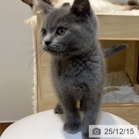 鳥取県のブリティッシュショートヘアー (ペッツワン 日吉津店/2025年10月7日生まれ/男の子/ブルー)の子猫の3枚目の画像