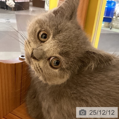 岡山県のブリティッシュショートヘアー (ペットプラス 岡山店/2025年10月7日生まれ/女の子/ブルー)の子猫の4枚目の画像