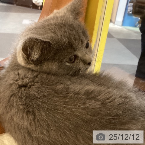 岡山県のブリティッシュショートヘアー (ペットプラス 岡山店/2025年10月7日生まれ/女の子/ブルー)の子猫の3枚目の画像
