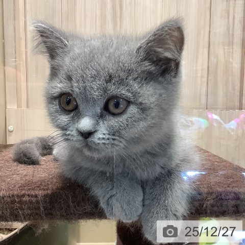 埼玉県のブリティッシュショートヘアー (ペットプラス クレアモール川越店/2025年10月7日生まれ/女の子/ブルー)の子猫の4枚目の画像