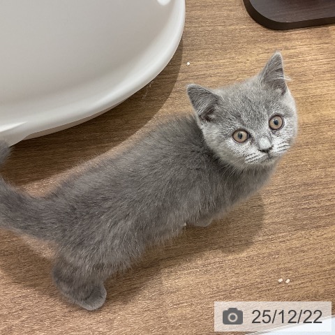 埼玉県のブリティッシュショートヘアー (ペッツワン 吉川美南店/2025年10月7日生まれ/女の子/ブルー)の子猫の4枚目の画像