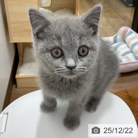 埼玉県のブリティッシュショートヘアー (ペッツワン 吉川美南店/2025年10月7日生まれ/女の子/ブルー)の子猫の3枚目の画像