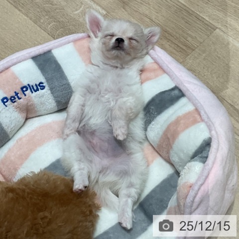 埼玉県のチワワ(ロング) (ペットプラス ららぽーと富士見店/2025年10月10日生まれ/男の子/クリームホワイト)の子犬の3枚目の画像