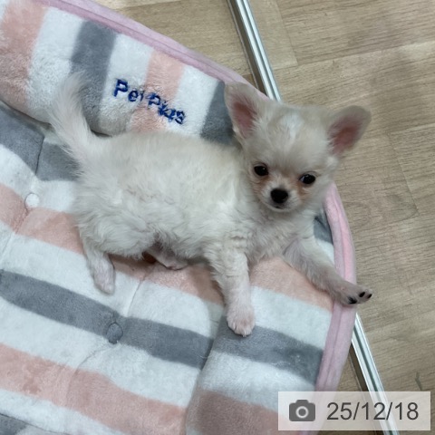 埼玉県のチワワ(ロング) (ペットプラス ららぽーと富士見店/2025年10月10日生まれ/男の子/クリームホワイト)の子犬の3枚目の画像