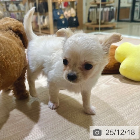 東京都のチワワ(ロング) (ペットプラス 板橋店/2025年10月10日生まれ/男の子/クリームホワイト)の子犬の4枚目の画像