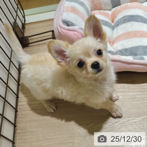 東京都のチワワ(ロング) (ペットプラス 板橋店/2025年10月10日生まれ/男の子/クリームホワイト)の子犬の4枚目の画像