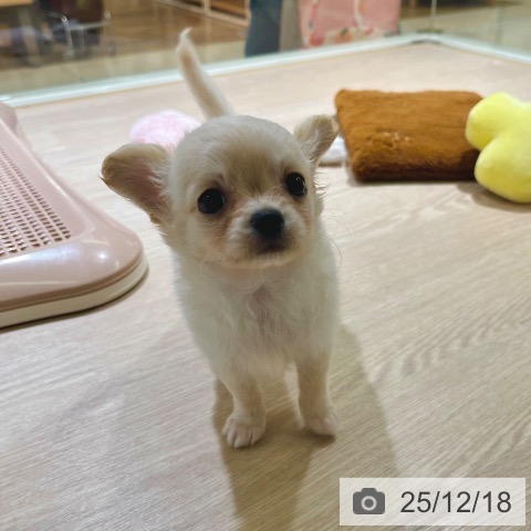 東京都のチワワ(ロング) (ペットプラス 板橋店/2025年10月10日生まれ/男の子/クリームホワイト)の子犬の3枚目の画像