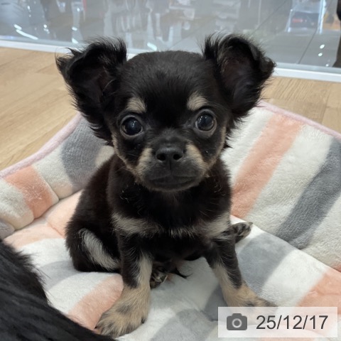 群馬県のチワワ(ロング) (ペットプラス イオンモール太田店/2025年10月10日生まれ/男の子/ブラックタン)の子犬の3枚目の画像