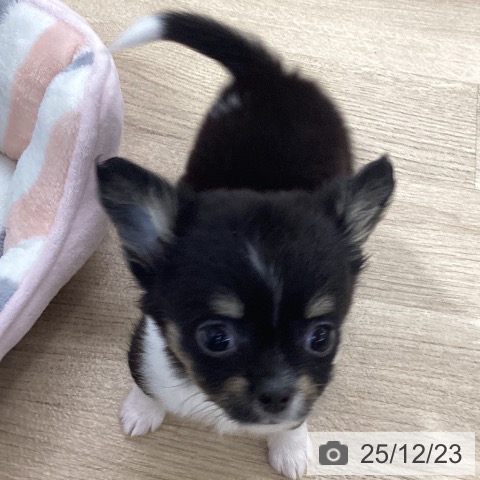千葉県のチワワ(ロング) (ペットプラス 船橋店/2025年10月10日生まれ/女の子/ブラックタンホワイト)の子犬の3枚目の画像
