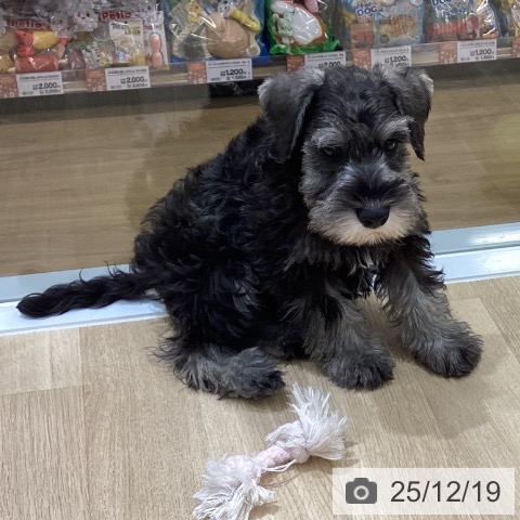 東京都のミニチュアシュナウザー (ペットプラス MARK IS 葛飾かなまち店/2025年9月30日生まれ/男の子/ソルトペッパー)の子犬の4枚目の画像