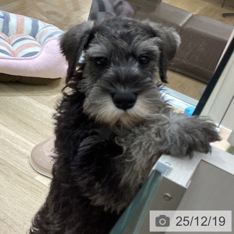 東京都のミニチュアシュナウザー (ペットプラス MARK IS 葛飾かなまち店/2025年9月30日生まれ/男の子/ソルトペッパー)の子犬の3枚目の画像