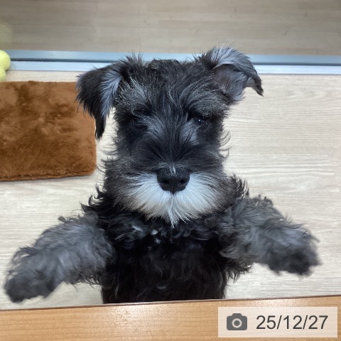 ミニチュア・シュナウザーの写真