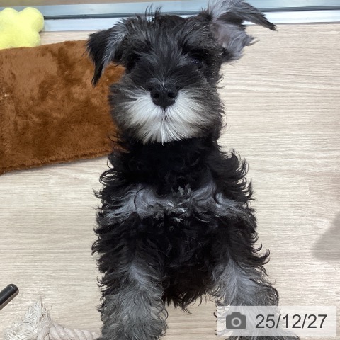 千葉県のミニチュアシュナウザー (ペットプラス 柏店/2025年10月4日生まれ/男の子/ソルトペッパー)の子犬の4枚目の画像