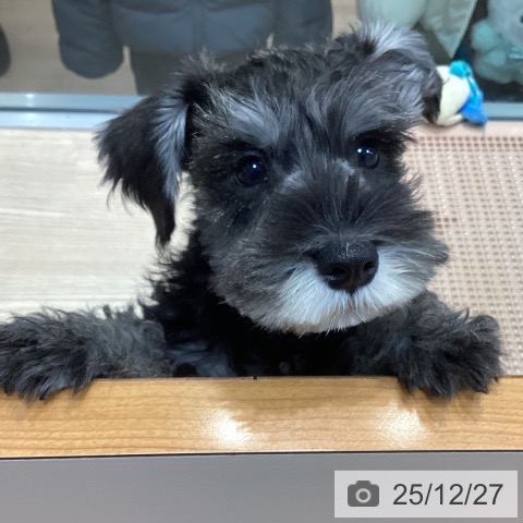 千葉県のミニチュアシュナウザー (ペットプラス 柏店/2025年10月4日生まれ/男の子/ソルトペッパー)の子犬の3枚目の画像