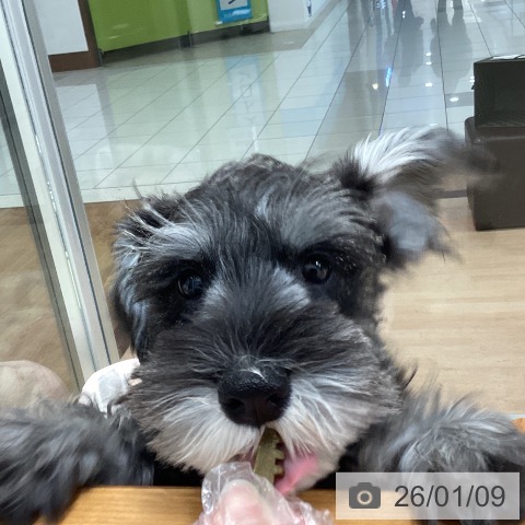 千葉県のミニチュアシュナウザー (ペットプラス 柏店/2025年10月4日生まれ/男の子/ソルトペッパー)の子犬の4枚目の画像