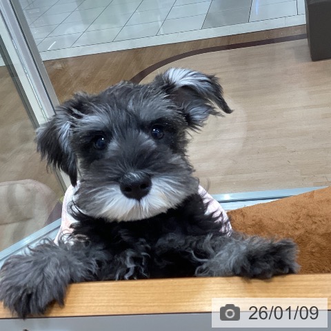 千葉県のミニチュアシュナウザー (ペットプラス 柏店/2025年10月4日生まれ/男の子/ソルトペッパー)の子犬の3枚目の画像