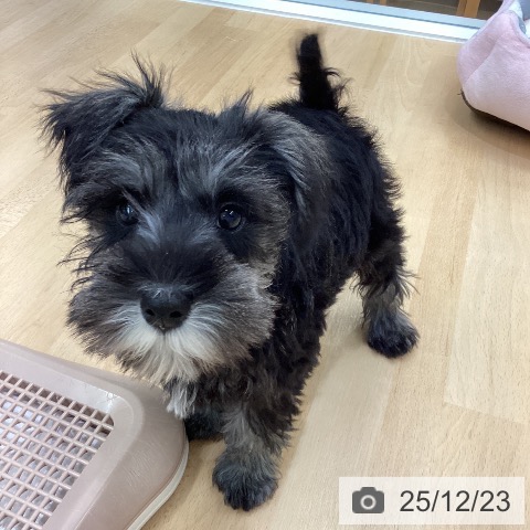 長野県のミニチュアシュナウザー (ペットプラス 松本店/2025年10月4日生まれ/女の子/ソルトペッパー)の子犬の3枚目の画像