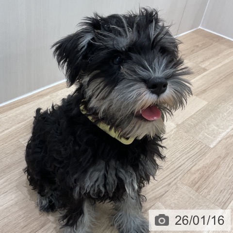 神奈川県のミニチュアシュナウザー (ペットプラス 天王町店/2025年10月4日生まれ/女の子/ブラックシルバー)の子犬の4枚目の画像