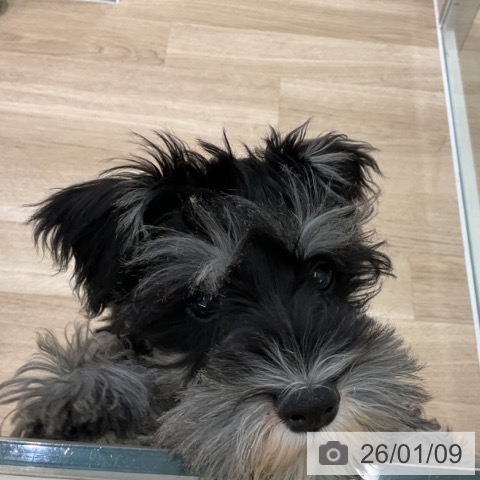 神奈川県のミニチュアシュナウザー (ペットプラス 天王町店/2025年10月4日生まれ/女の子/ブラックシルバー)の子犬の3枚目の画像