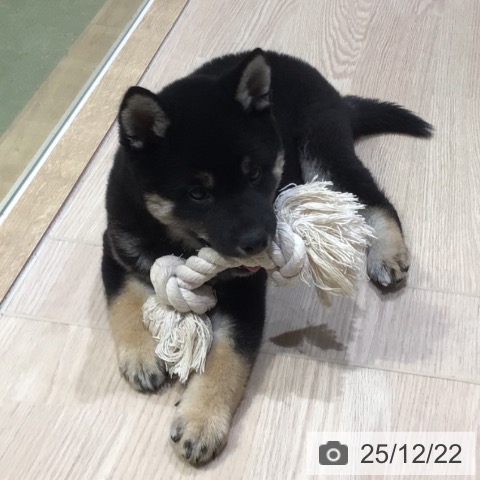 神奈川県の柴犬(標準サイズ) (ペットプラス 川崎ルフロン店/2025年10月10日生まれ/男の子/黒)の子犬の3枚目の画像