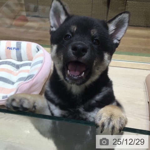 神奈川県の柴犬(標準サイズ) (ペットプラス 川崎ルフロン店/2025年10月10日生まれ/男の子/黒)の子犬の3枚目の画像