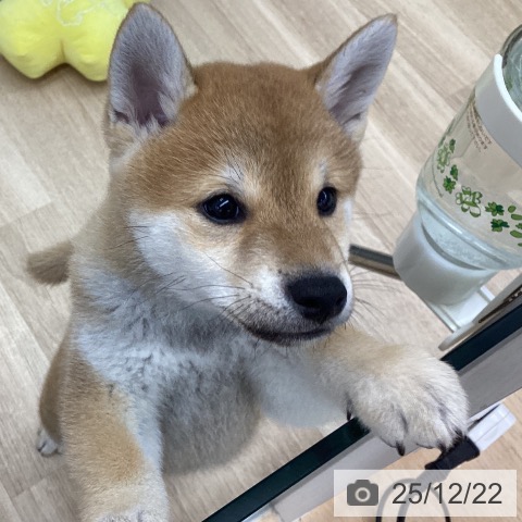 福島県の柴犬(標準サイズ) (ペットプラス 福島店/2025年10月10日生まれ/男の子/赤)の子犬の4枚目の画像