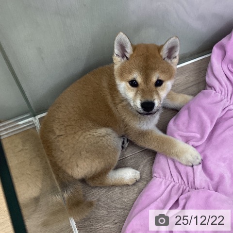 福島県の柴犬(標準サイズ) (ペットプラス 福島店/2025年10月10日生まれ/男の子/赤)の子犬の3枚目の画像