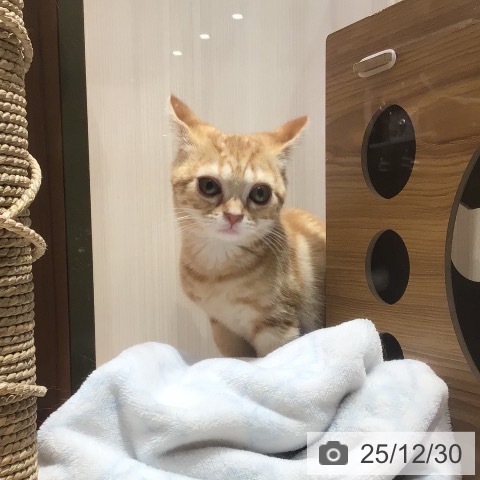 神奈川県のアメリカンショートヘアー (ペットプラス 川崎ルフロン店/2025年10月1日生まれ/女の子/レッドタビー)の子猫の3枚目の画像