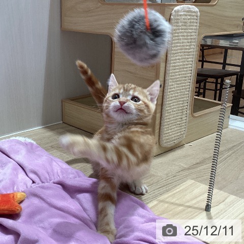 埼玉県のアメリカンショートヘアー (ペットプラス ピオニウォーク東松山店/2025年10月5日生まれ/女の子/レッドタビー)の子猫の4枚目の画像