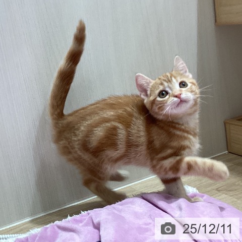 埼玉県のアメリカンショートヘアー (ペットプラス ピオニウォーク東松山店/2025年10月5日生まれ/女の子/レッドタビー)の子猫の3枚目の画像