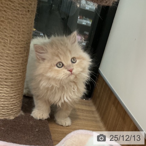 茨城県のミヌエット (ペッツワン 古河店/2025年10月10日生まれ/男の子/クリームタビー)の子猫の4枚目の画像