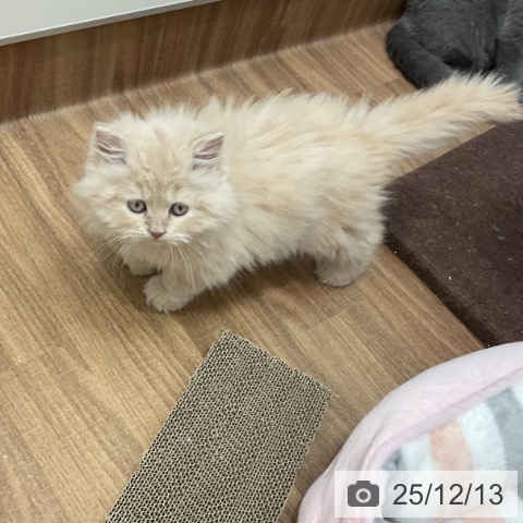 茨城県のミヌエット (ペッツワン 古河店/2025年10月10日生まれ/男の子/クリームタビー)の子猫の3枚目の画像