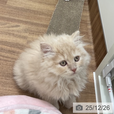 茨城県のミヌエット (ペッツワン 古河店/2025年10月10日生まれ/男の子/クリームタビー)の子猫の3枚目の画像