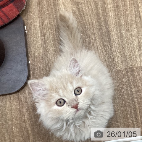 茨城県のミヌエット (ペッツワン 古河店/2025年10月10日生まれ/男の子/クリームタビー)の子猫の3枚目の画像