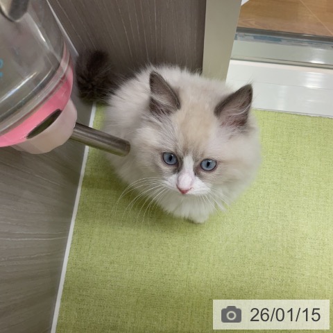 千葉県のラグドール (ペットプラス 成田店/2025年10月9日生まれ/男の子/ブルーポイントバイカラー)の子猫の4枚目の画像