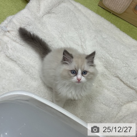 千葉県のラグドール (ペットプラス 成田店/2025年10月9日生まれ/男の子/ブルーポイントバイカラー)の子猫の3枚目の画像