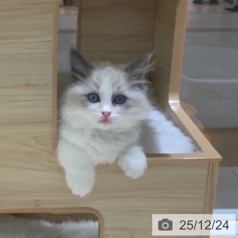 ラグドールの写真