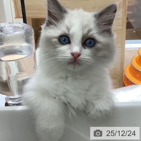 ラグドールの写真